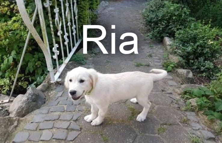 Hund Ria