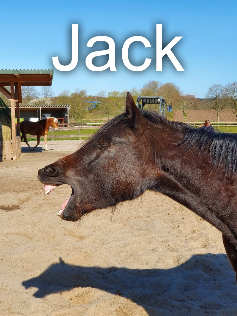 Pferd Jack