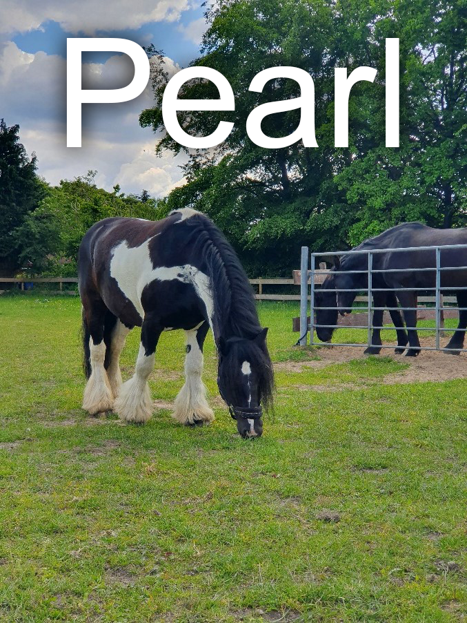 Pferd Pearl