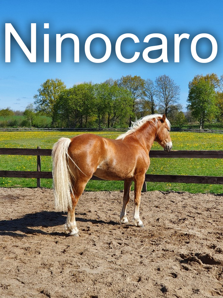 Pferd Ninocaro