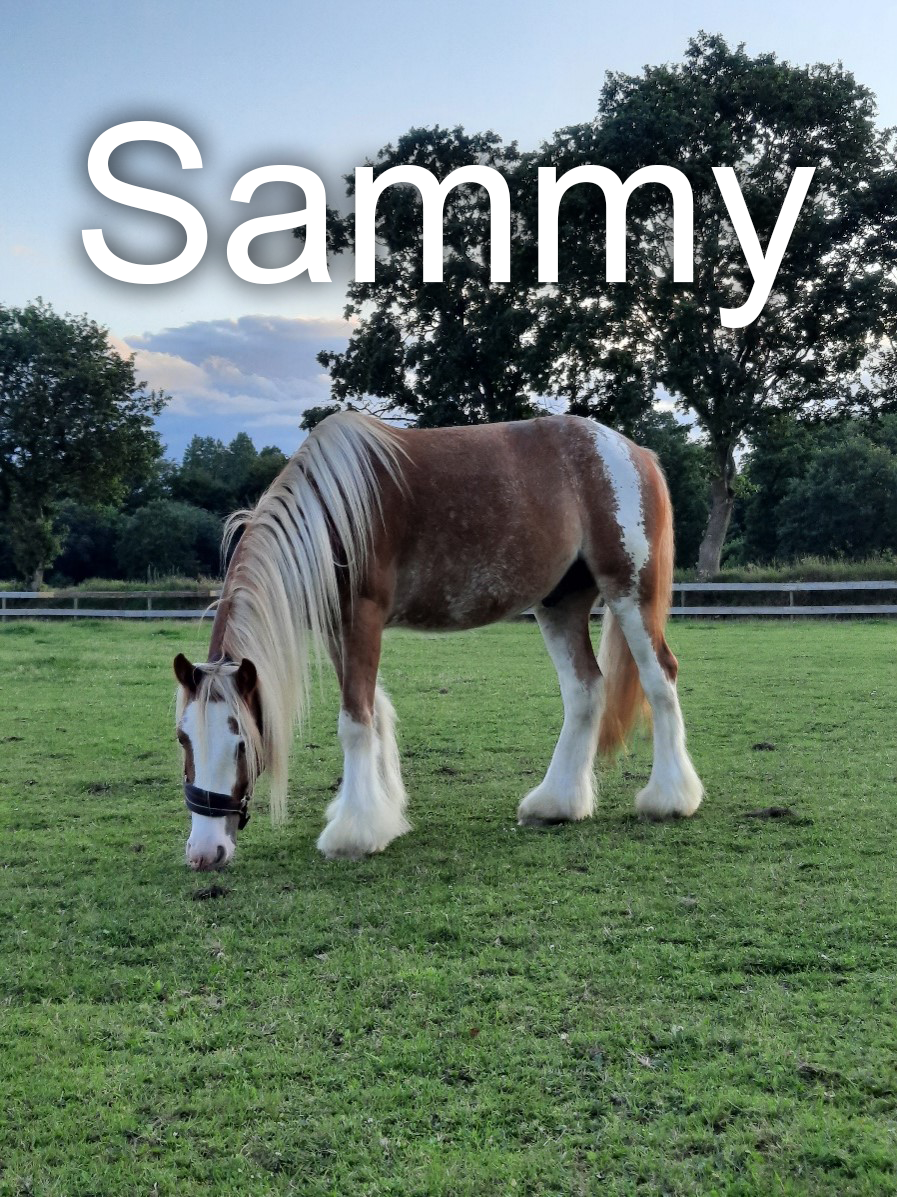 Pferd Sammy