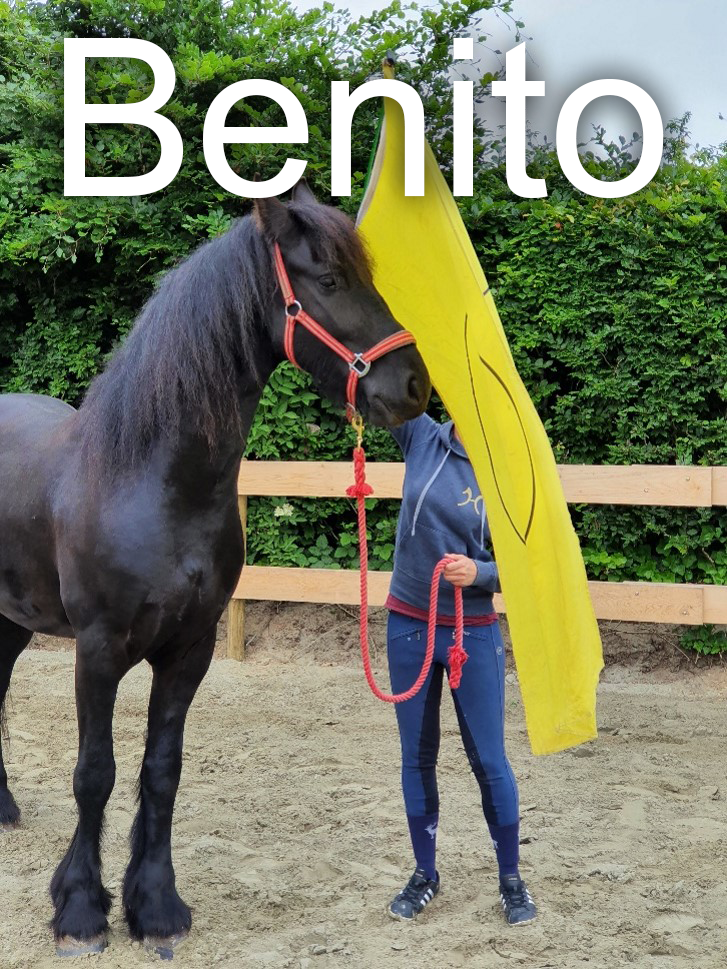 Pferd Benito