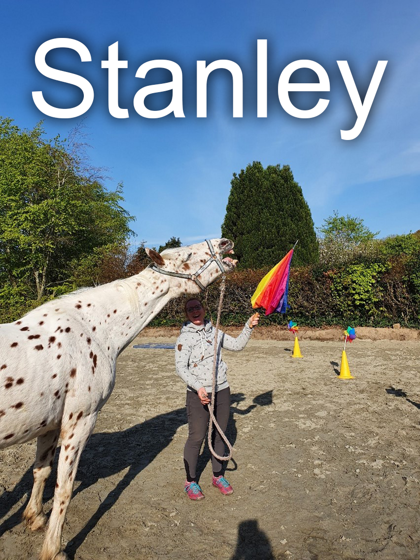 Pferd Stanley