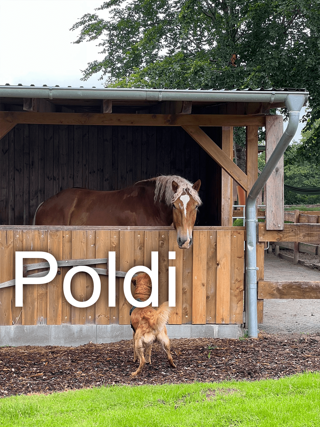 Pferd Poldi