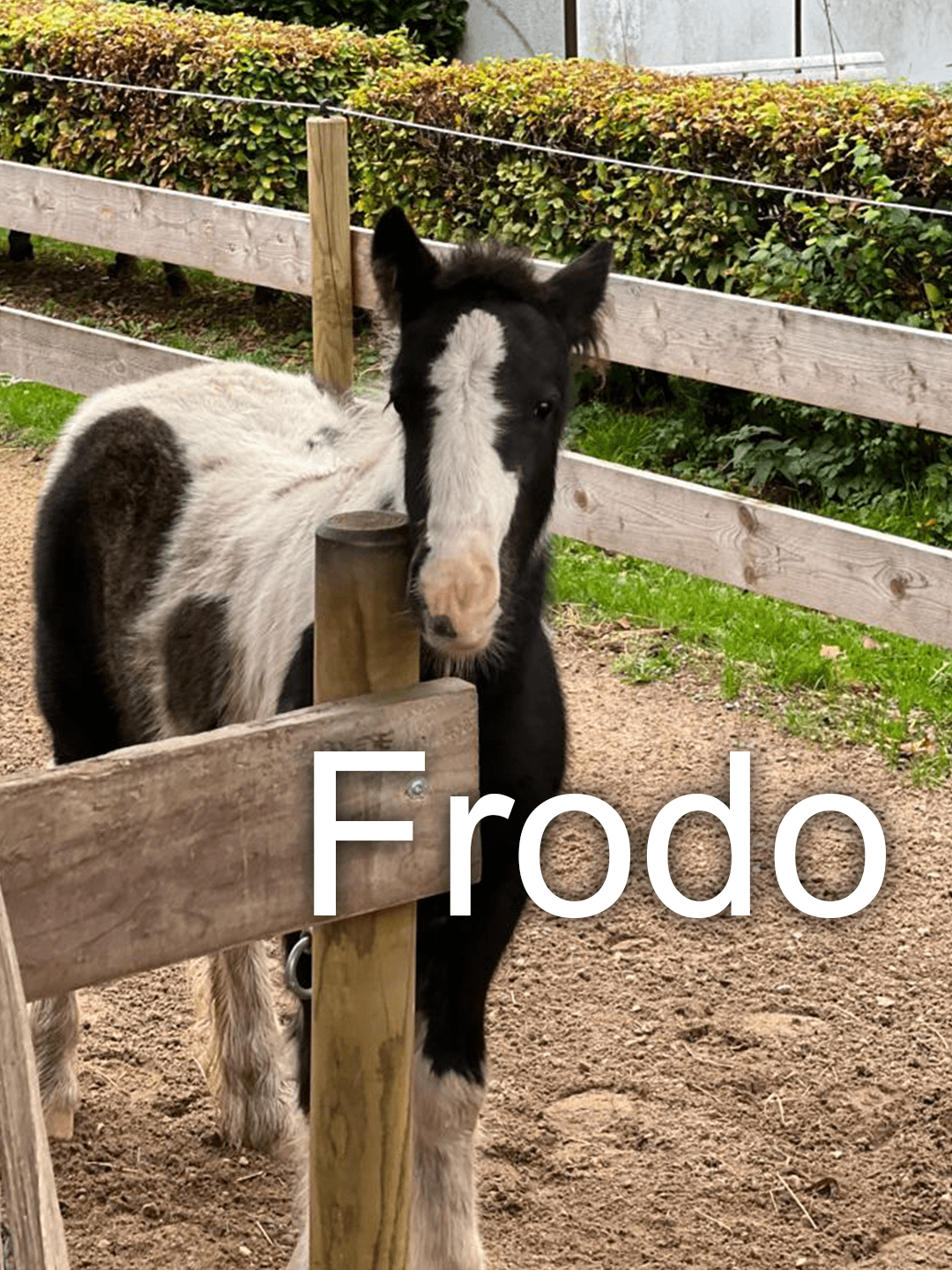 Pferd Frodo
