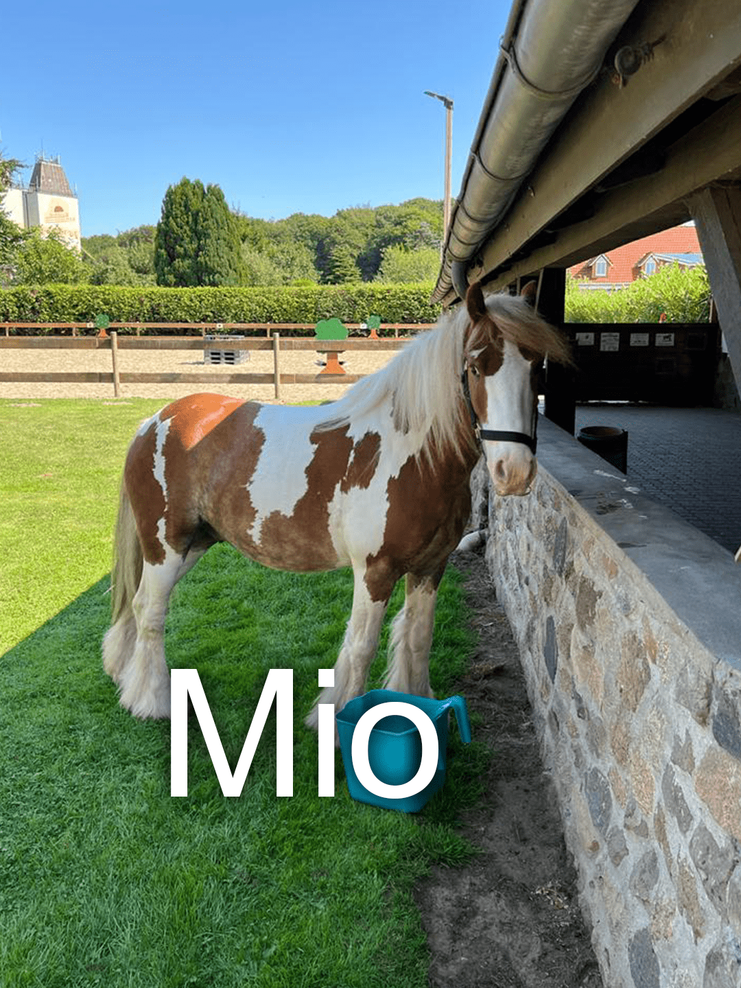 Pferd Mio