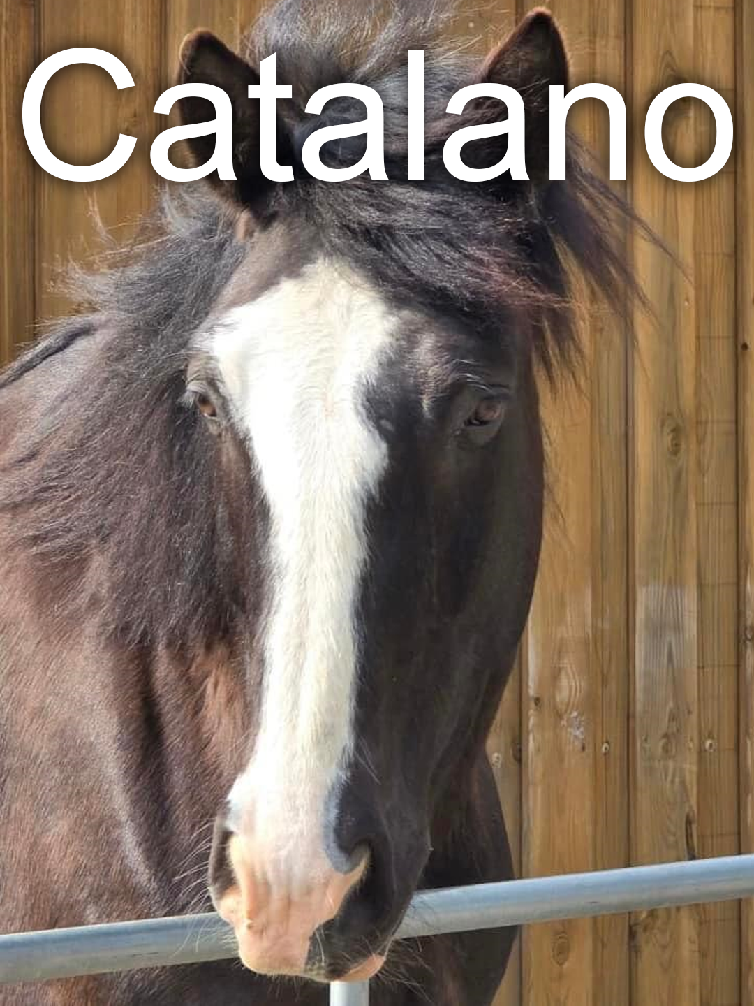 Pferd Catalano