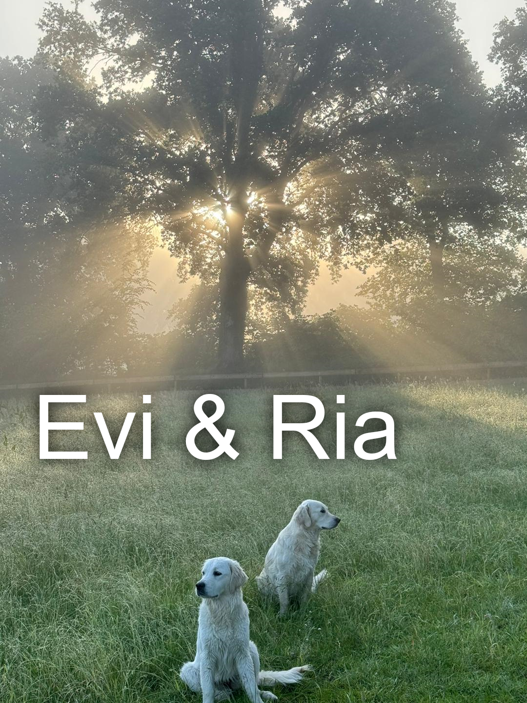 Hunde Evi & Ria