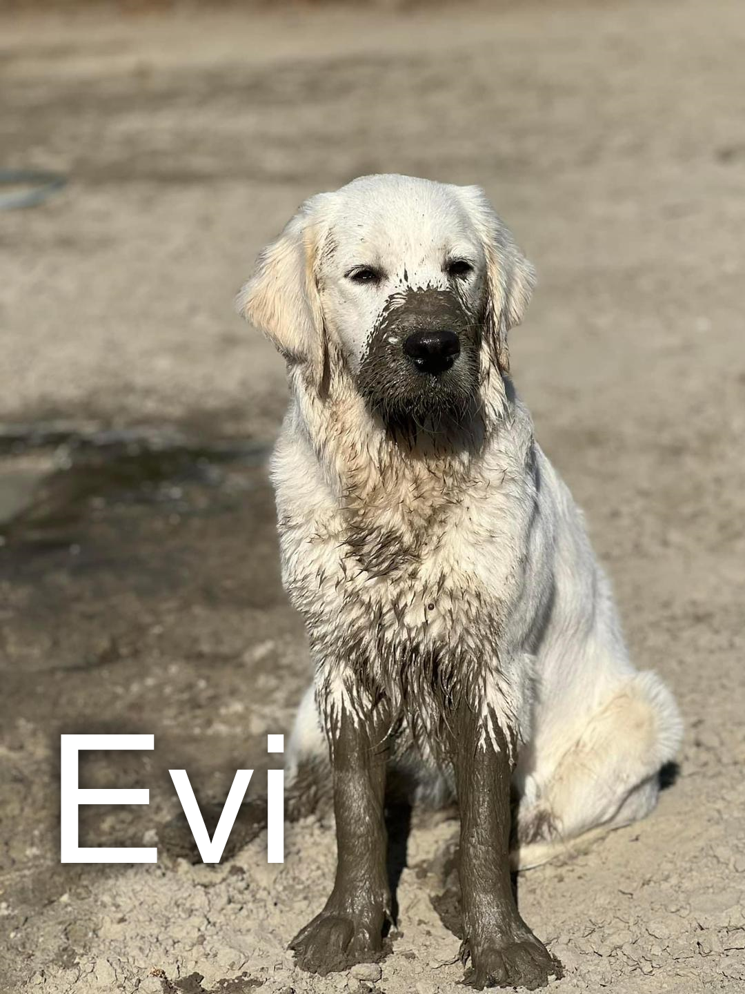 Hund Evi