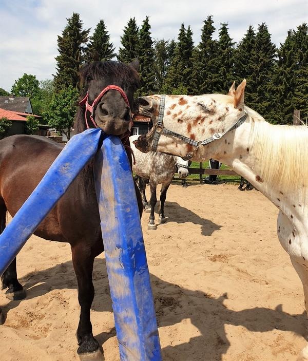 Projekt Impressionen: Pferd stubst anderes Pferd an