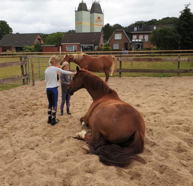 Projekt Impressionen: Pferd mit Reiterin